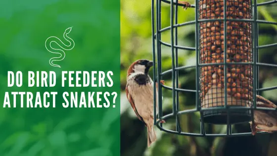 do bird feeders attract snakes