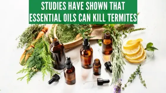 essential oils and termites