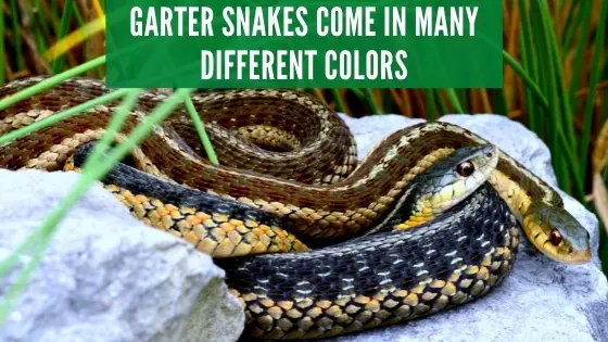 garter snake colors