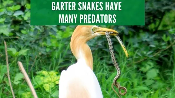 garter snake predators