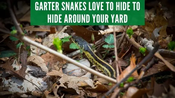garter snakes hiding in yard and leaves