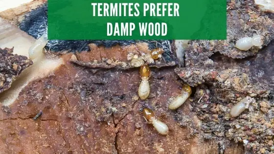 termites prefer damp wood