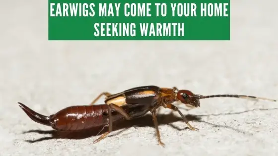 what attracts earwigs