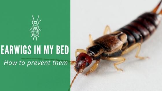 Earwig in My Bed