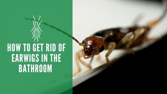 How to Get Rid of Earwigs in the Bathroom