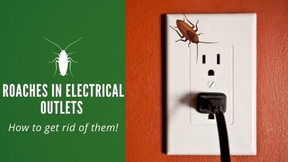 Roaches in Electrical Outlets 