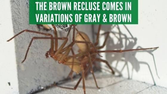 brown recluse colors
