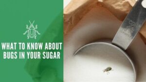bugs in sugar