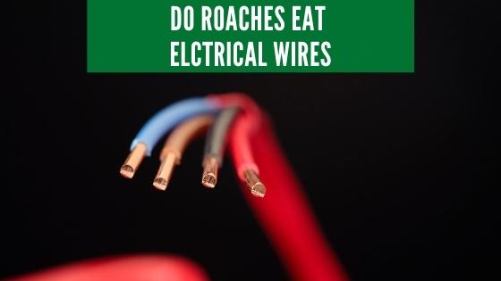 do roaches eat electrical wires