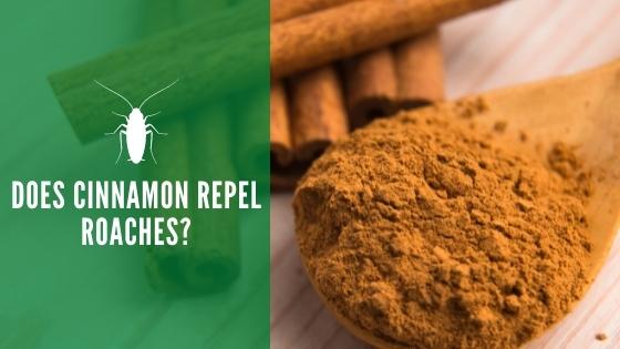 Does cinnamon repel roaches
