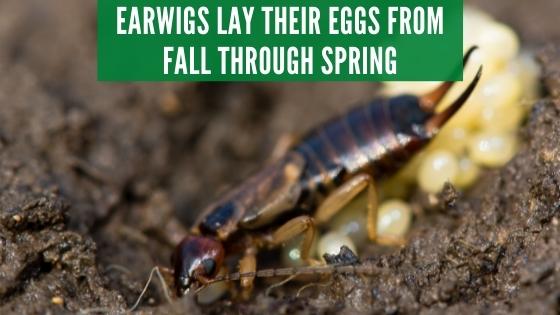 earwigs in bed 2