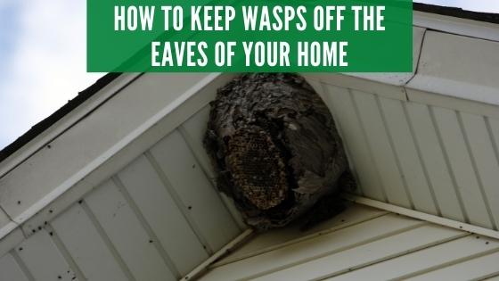 get rid of wasps in eaves of house