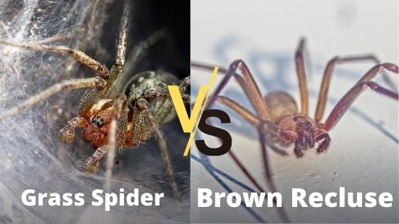 grass spider vs brown recluse