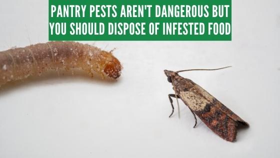 pantry pests arent dangerous