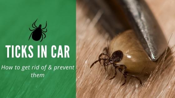 ticks in car