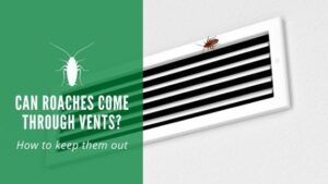 Can Roaches Come Through Vents
