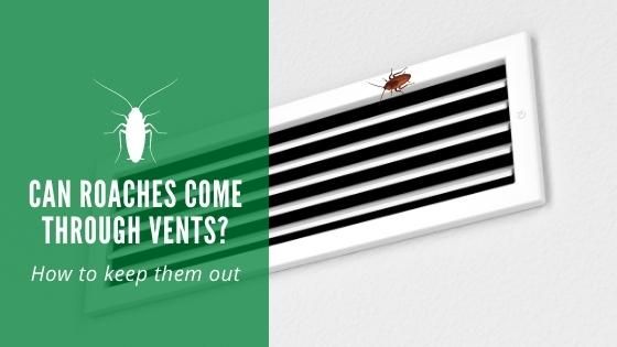 Can Roaches Come Through Vents? Learn How to Keep Them Out