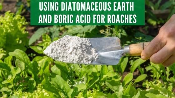 Diatomaceous Earth and Boric Acid for roaches