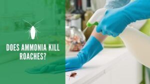 Does Ammonia Kill Roaches