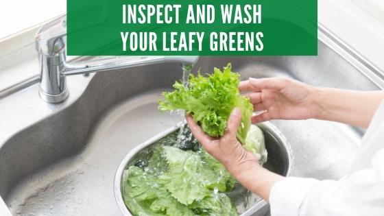 Inspect and wash your leafy greens for aphids