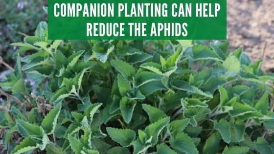 companion plants for aphids