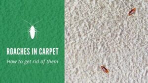 Roaches in Carpet