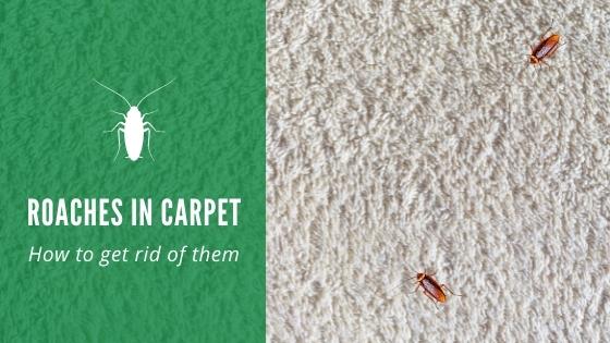 Roaches in Carpet: How to Get Rid of Them