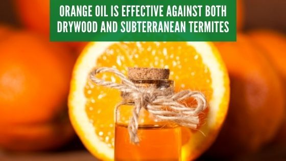orange oil for termites