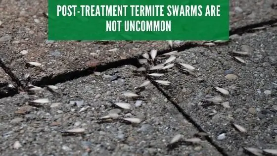 post termite treatment swarms