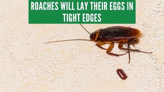 roaches lay eggs in carpet