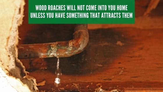 what attracts wood roaches
