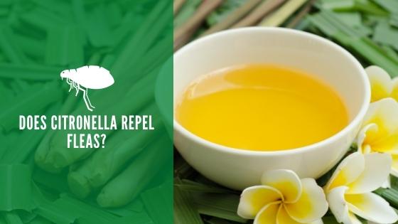 Does Citronella Repel Fleas