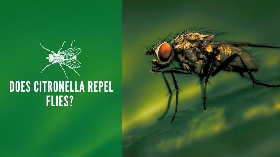 Does Citronella Repel Flies