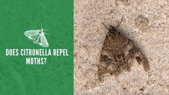 Does Citronella Repel Moths
