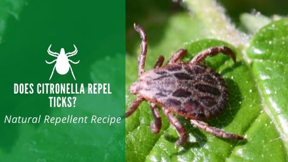 Does Citronella Repel Ticks Easy DIY Spray Recipe