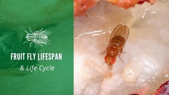 Fruit Fly Lifespan