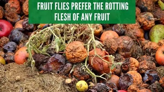  Fruit flies prefer the rotting flesh of any fruit