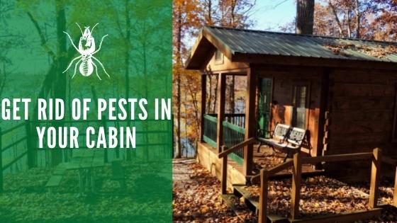 Get rid of pests in your cabin