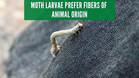 Moth larvae prefer fibers of animal origin