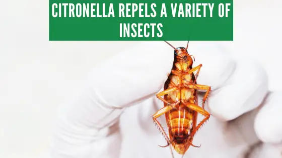 Citronella repels insects