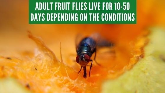 how long do fruit flies live