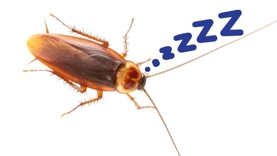roaches sleep