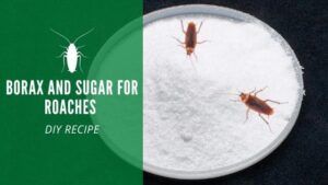 Borax and sugar for roaches