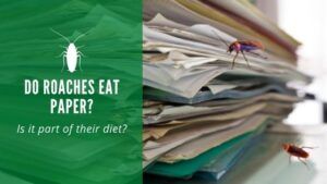 Do Roaches Eat Paper