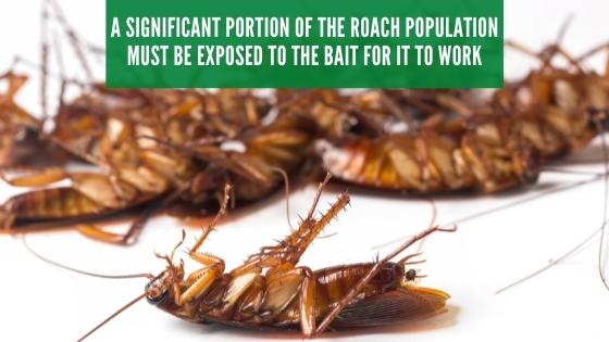 Roaches consume bait with boric acid