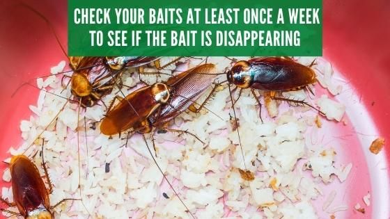 Check your baits at least once a week to see if the bait is disappearing