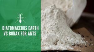 Diatomaceous Earth vs Borax for Ants