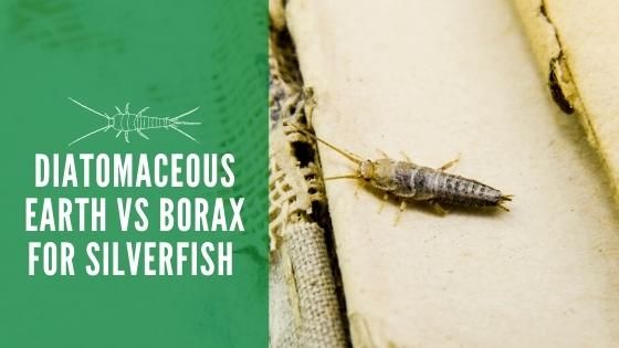 Diatomaceous Earth vs Borax for Silverfish