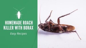 Homemade Roach Killer With Borax Recipes