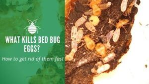 What Kills Bed Bug Eggs